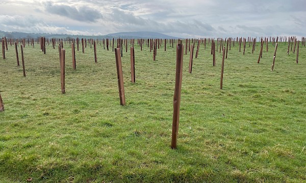 Tree Planting